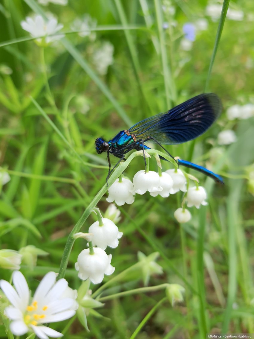 Путешествие "Красотки" — Куклы Kaye Wiggs (Кайе Виггс): авторские BJD (БЖД) (фото 9)