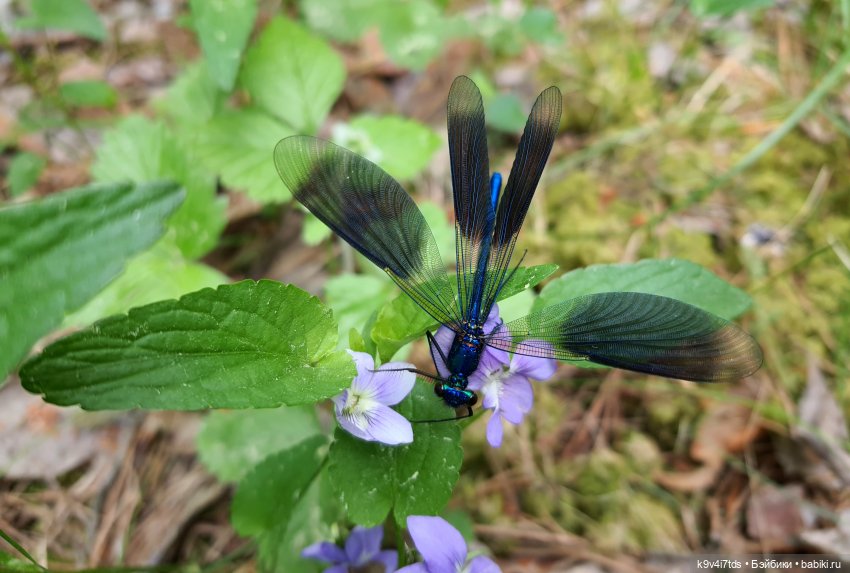 Путешествие "Красотки" — Куклы Kaye Wiggs (Кайе Виггс): авторские BJD (БЖД)