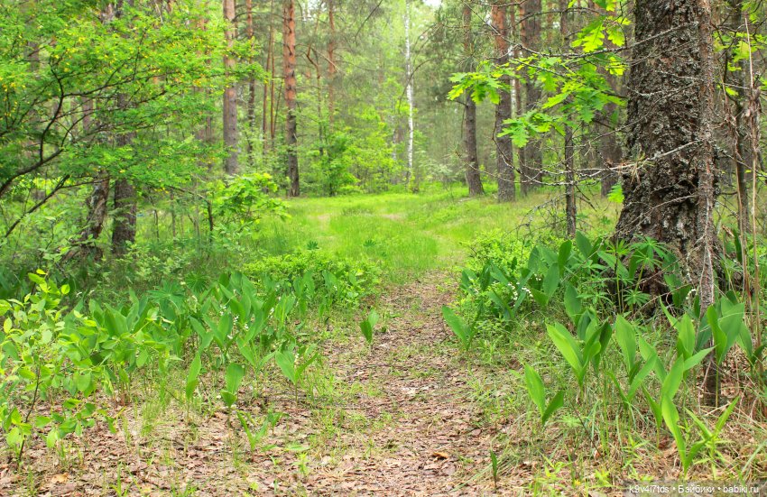 Путешествие "Красотки" — Куклы Kaye Wiggs (Кайе Виггс): авторские BJD (БЖД)