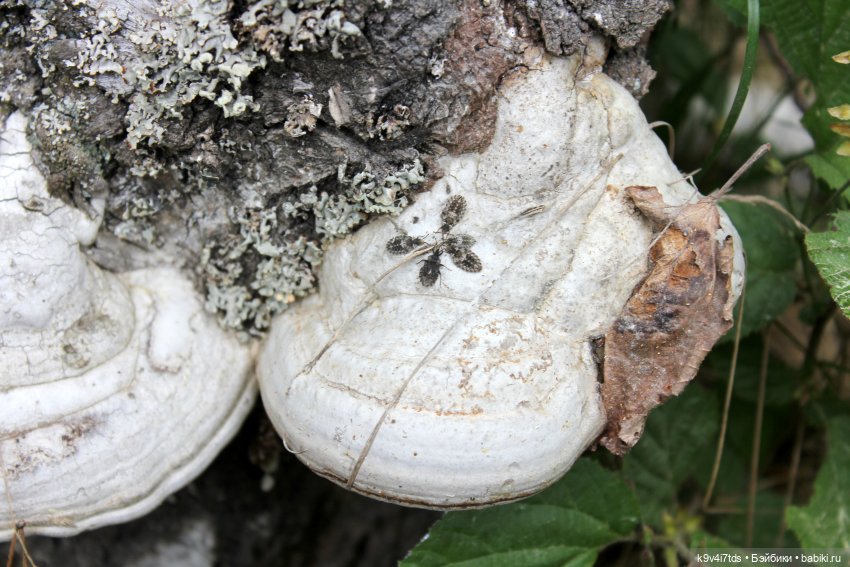 Тайны Природы — Куклы Kaye Wiggs (Кайе Виггс): авторские BJD (БЖД) (фото 3)