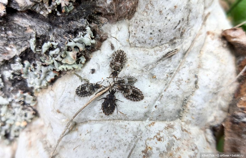 Тайны Природы — Куклы Kaye Wiggs (Кайе Виггс): авторские BJD (БЖД) (фото 4)