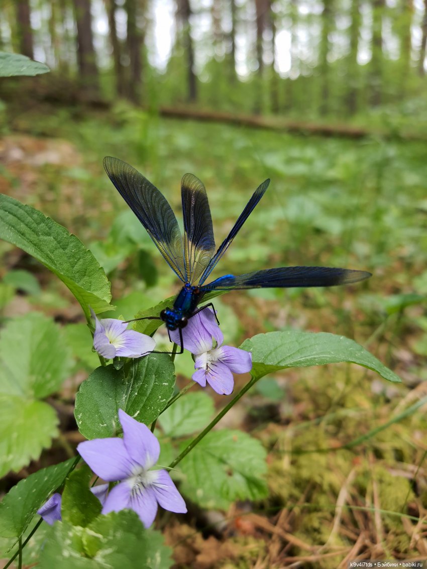 Путешествие "Красотки" — Куклы Kaye Wiggs (Кайе Виггс): авторские BJD (БЖД)