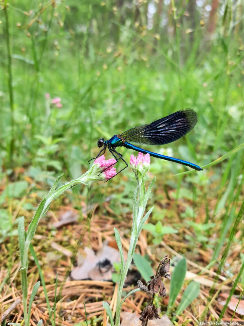 Путешествие "Красотки" — Куклы Kaye Wiggs (Кайе Виггс): авторские BJD (БЖД)