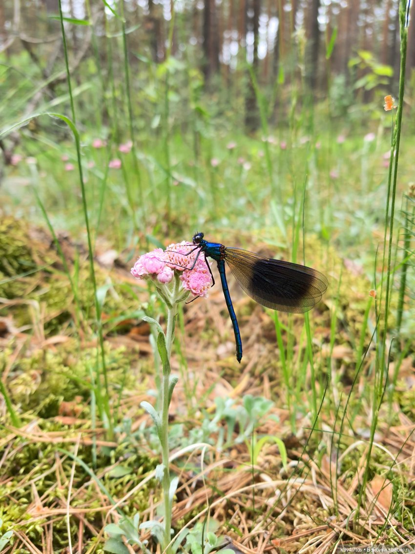 Путешествие "Красотки" — Куклы Kaye Wiggs (Кайе Виггс): авторские BJD (БЖД)