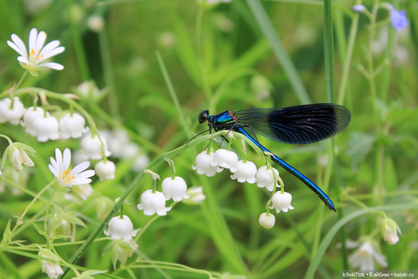 Путешествие "Красотки" — Куклы Kaye Wiggs (Кайе Виггс): авторские BJD (БЖД)