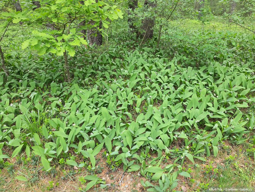 Путешествие "Красотки" — Куклы Kaye Wiggs (Кайе Виггс): авторские BJD (БЖД)