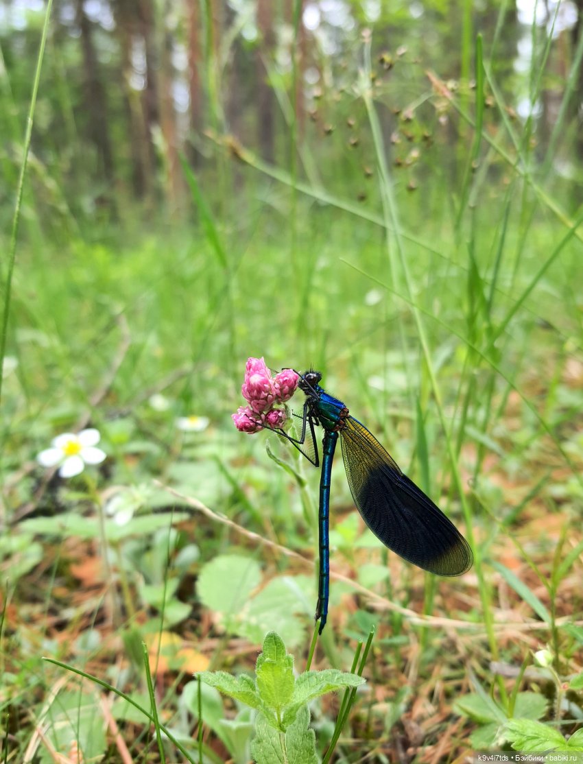 Путешествие "Красотки" — Куклы Kaye Wiggs (Кайе Виггс): авторские BJD (БЖД)