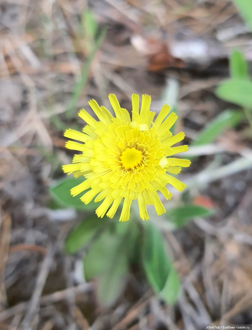 Тайны Природы — Куклы Kaye Wiggs (Кайе Виггс): авторские BJD (БЖД) (фото 7)