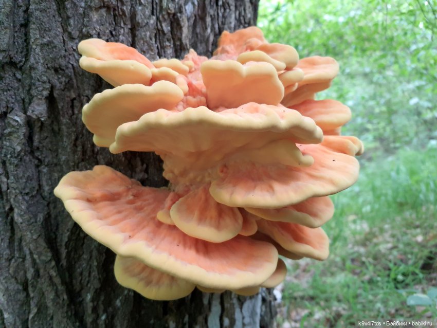 Тайны Природы — Куклы Kaye Wiggs (Кайе Виггс): авторские BJD (БЖД)