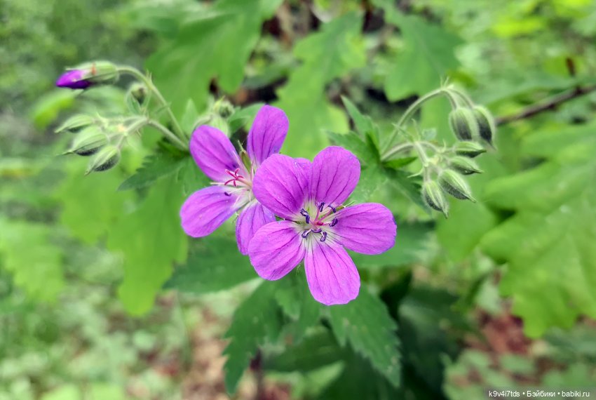 Тайны Природы — Куклы Kaye Wiggs (Кайе Виггс): авторские BJD (БЖД)