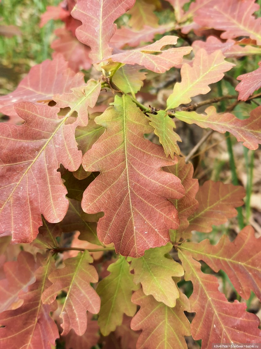 Тайны Природы — Куклы Kaye Wiggs (Кайе Виггс): авторские BJD (БЖД) (фото 10)