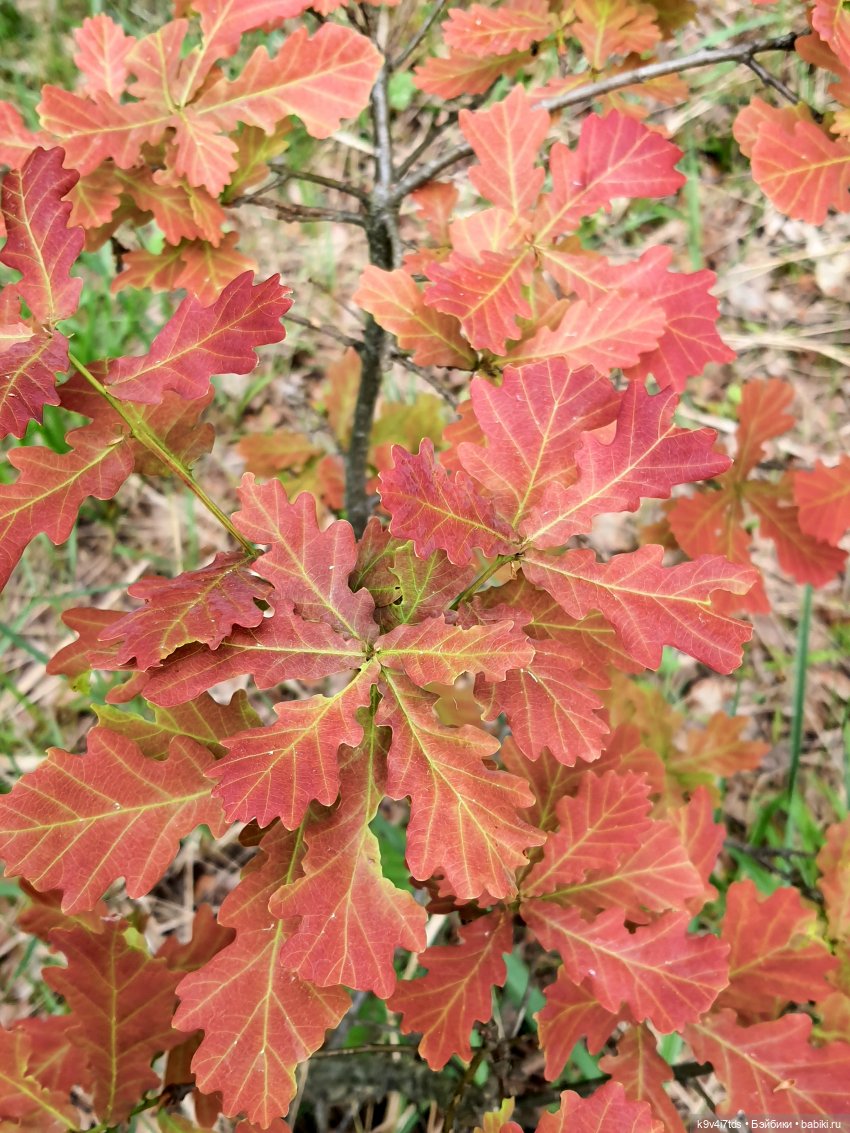 Тайны Природы — Куклы Kaye Wiggs (Кайе Виггс): авторские BJD (БЖД)