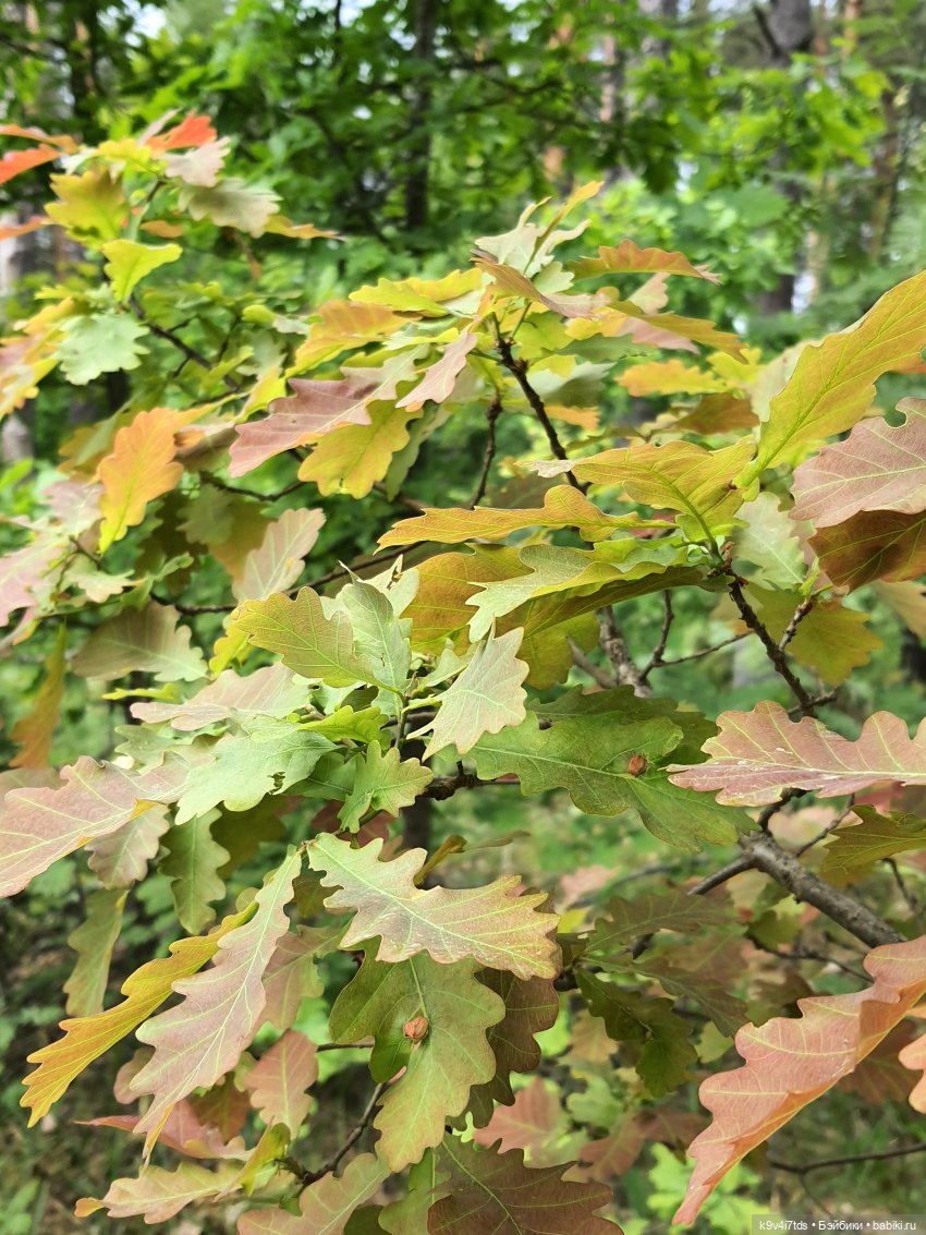 Тайны Природы — Куклы Kaye Wiggs (Кайе Виггс): авторские BJD (БЖД)