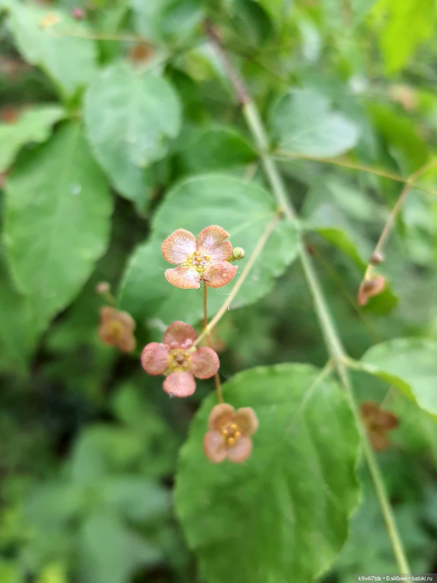 Тайны Природы — Куклы Kaye Wiggs (Кайе Виггс): авторские BJD (БЖД)