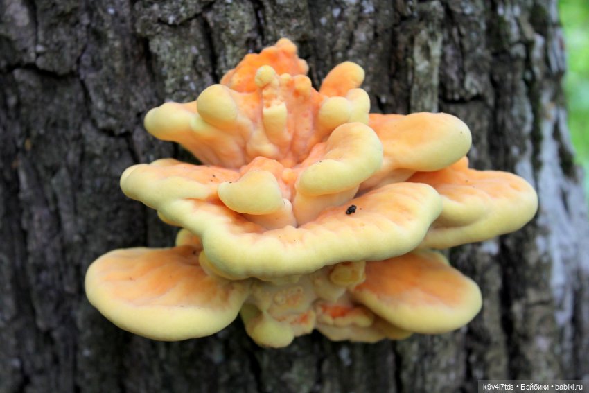 Тайны Природы — Куклы Kaye Wiggs (Кайе Виггс): авторские BJD (БЖД)