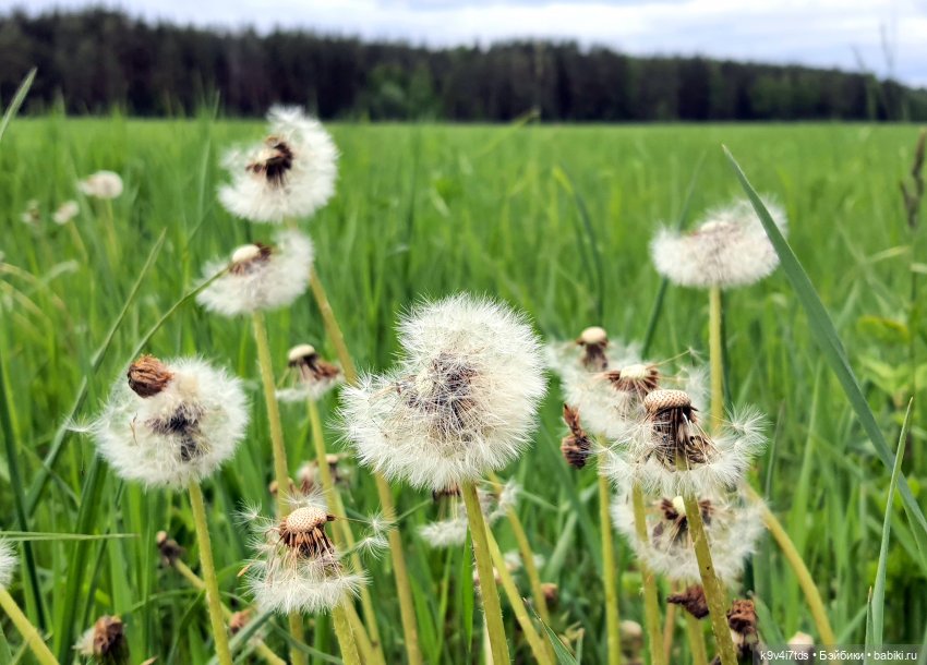 Тайны Природы — Куклы Kaye Wiggs (Кайе Виггс): авторские BJD (БЖД) (фото 6)