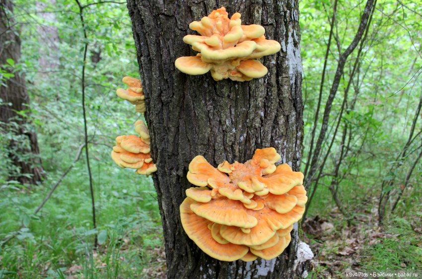 Тайны Природы — Куклы Kaye Wiggs (Кайе Виггс): авторские BJD (БЖД)