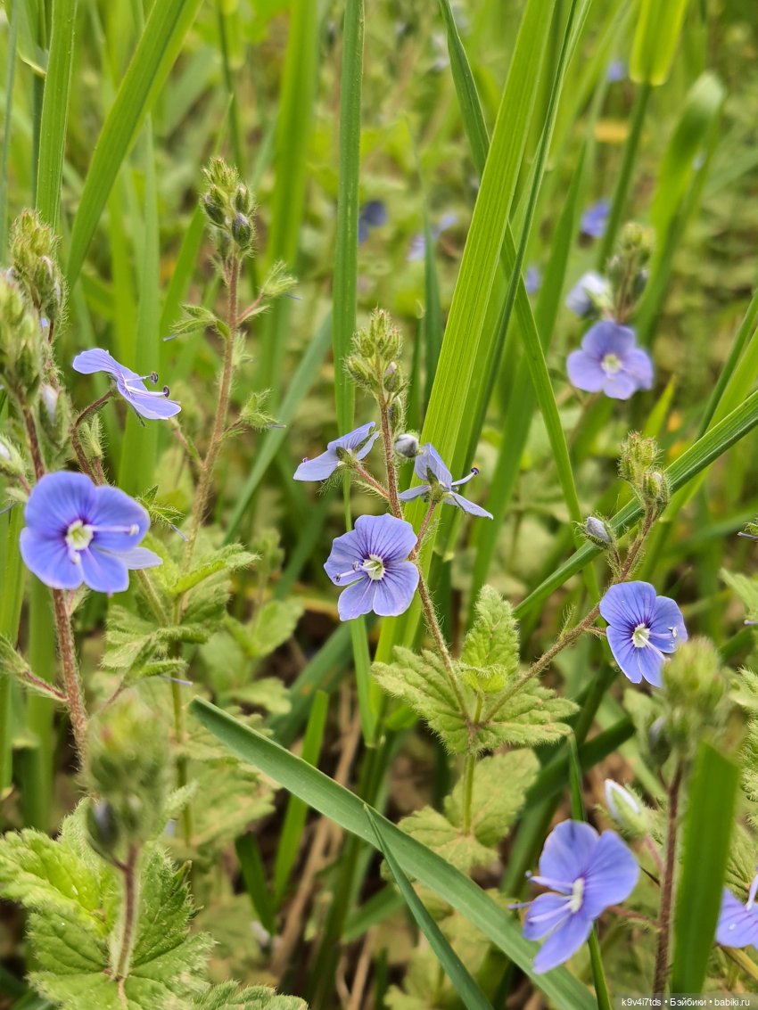 Тайны Природы — Куклы Kaye Wiggs (Кайе Виггс): авторские BJD (БЖД) (фото 9)