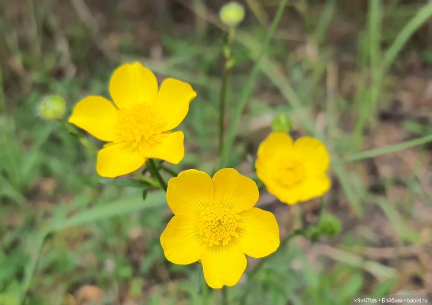 Тайны Природы — Куклы Kaye Wiggs (Кайе Виггс): авторские BJD (БЖД) (фото 5)