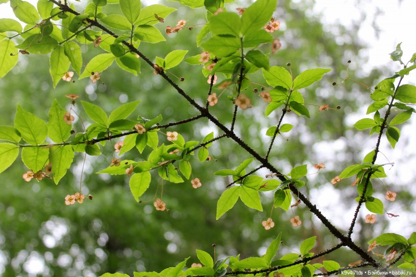 Тайны Природы — Куклы Kaye Wiggs (Кайе Виггс): авторские BJD (БЖД)