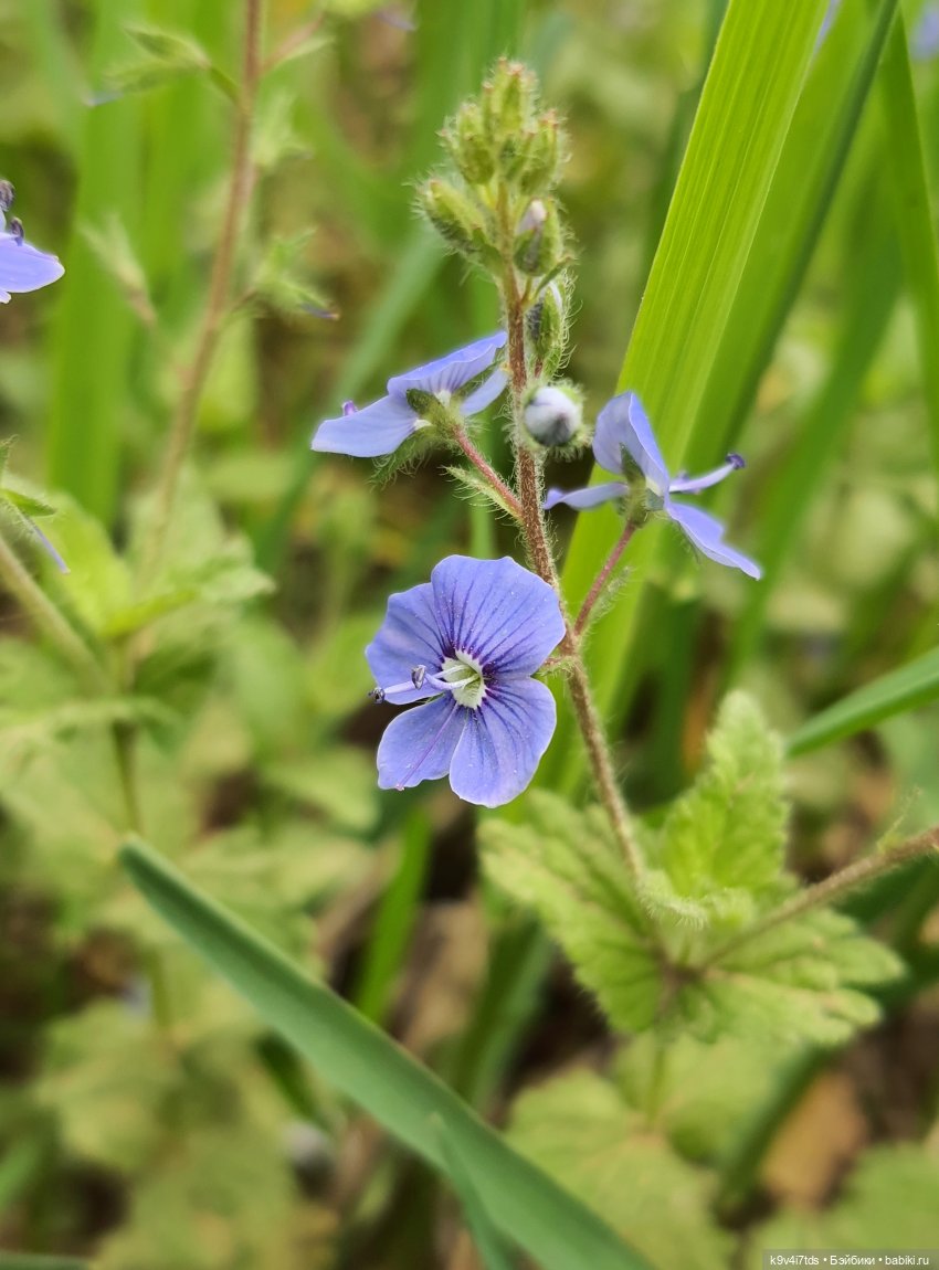 Тайны Природы — Куклы Kaye Wiggs (Кайе Виггс): авторские BJD (БЖД) (фото 8)