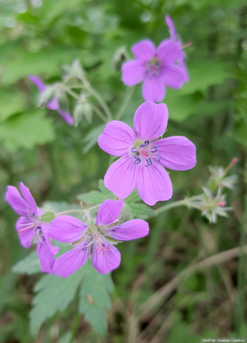 Тайны Природы — Куклы Kaye Wiggs (Кайе Виггс): авторские BJD (БЖД)