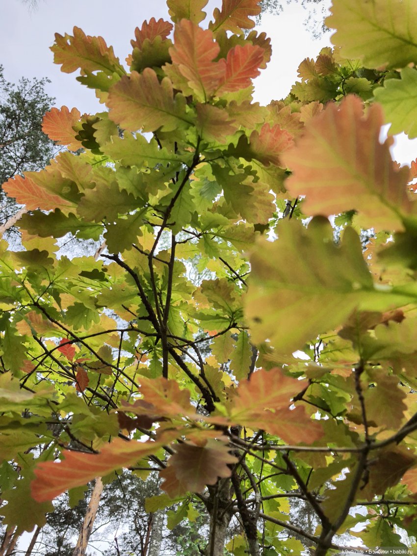 Тайны Природы — Куклы Kaye Wiggs (Кайе Виггс): авторские BJD (БЖД)