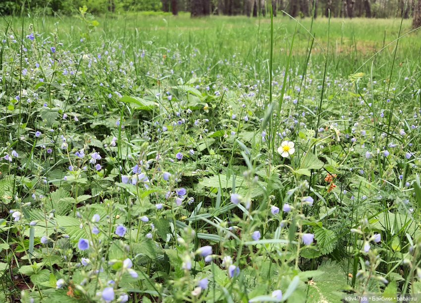 Тайны Природы — Куклы Kaye Wiggs (Кайе Виггс): авторские BJD (БЖД)