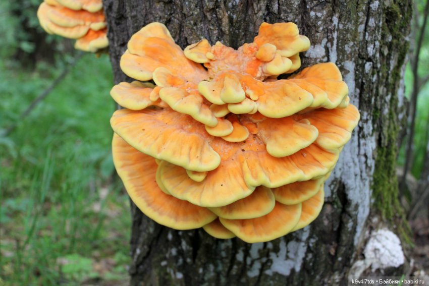 Тайны Природы — Куклы Kaye Wiggs (Кайе Виггс): авторские BJD (БЖД)