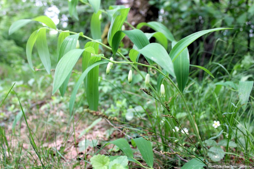 Тайны Природы — Куклы Kaye Wiggs (Кайе Виггс): авторские BJD (БЖД)