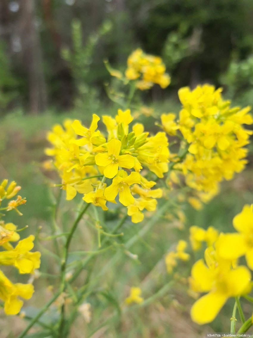 Тайны Природы — Куклы Kaye Wiggs (Кайе Виггс): авторские BJD (БЖД)