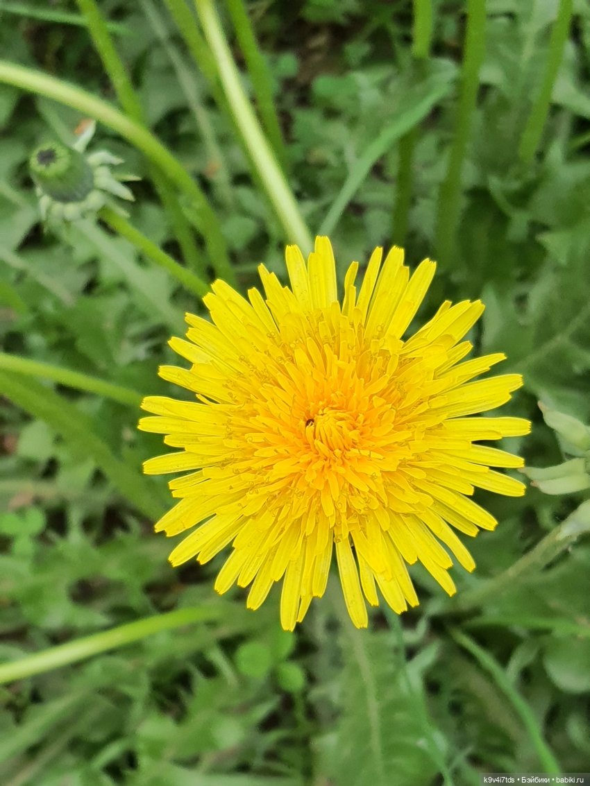 Тайны Природы — Куклы Kaye Wiggs (Кайе Виггс): авторские BJD (БЖД)