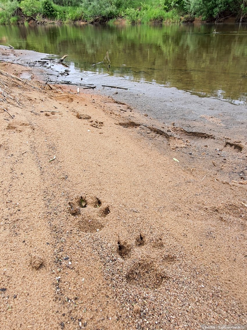 Тайны Природы — Куклы Kaye Wiggs (Кайе Виггс): авторские BJD (БЖД)