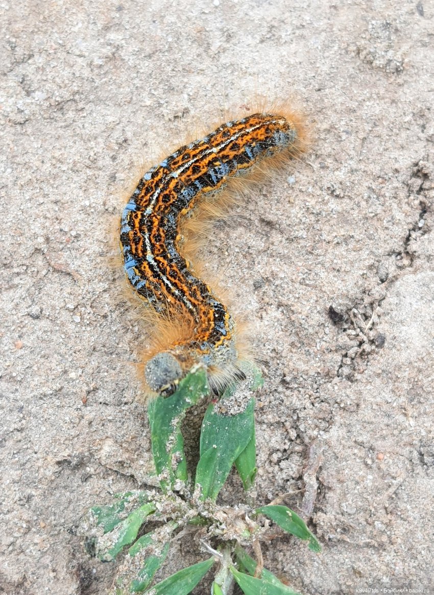 Тайны Природы — Куклы Kaye Wiggs (Кайе Виггс): авторские BJD (БЖД)