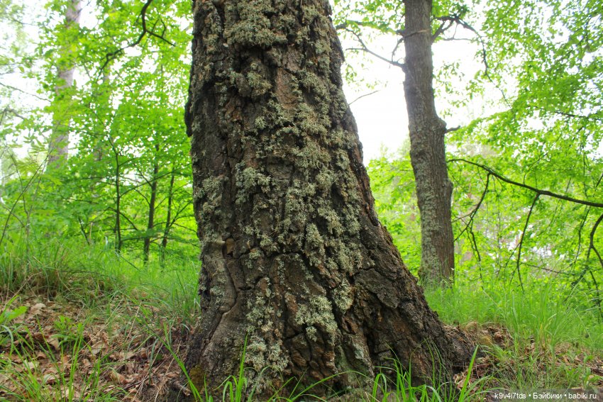 Тайны Природы — Куклы Kaye Wiggs (Кайе Виггс): авторские BJD (БЖД)