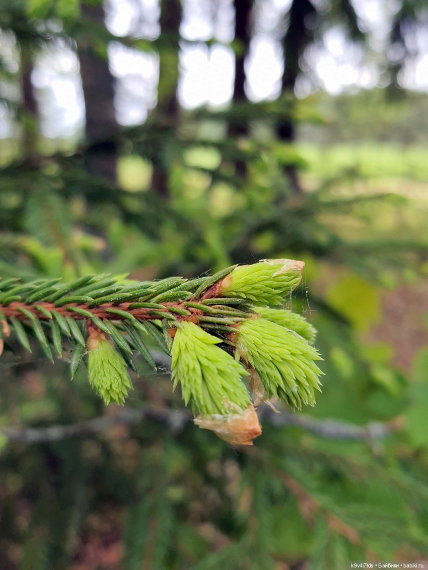 Тайны Природы — Куклы Kaye Wiggs (Кайе Виггс): авторские BJD (БЖД)