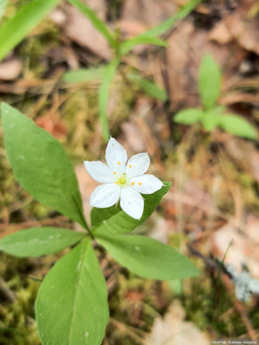 Тайны Природы — Куклы Kaye Wiggs (Кайе Виггс): авторские BJD (БЖД)