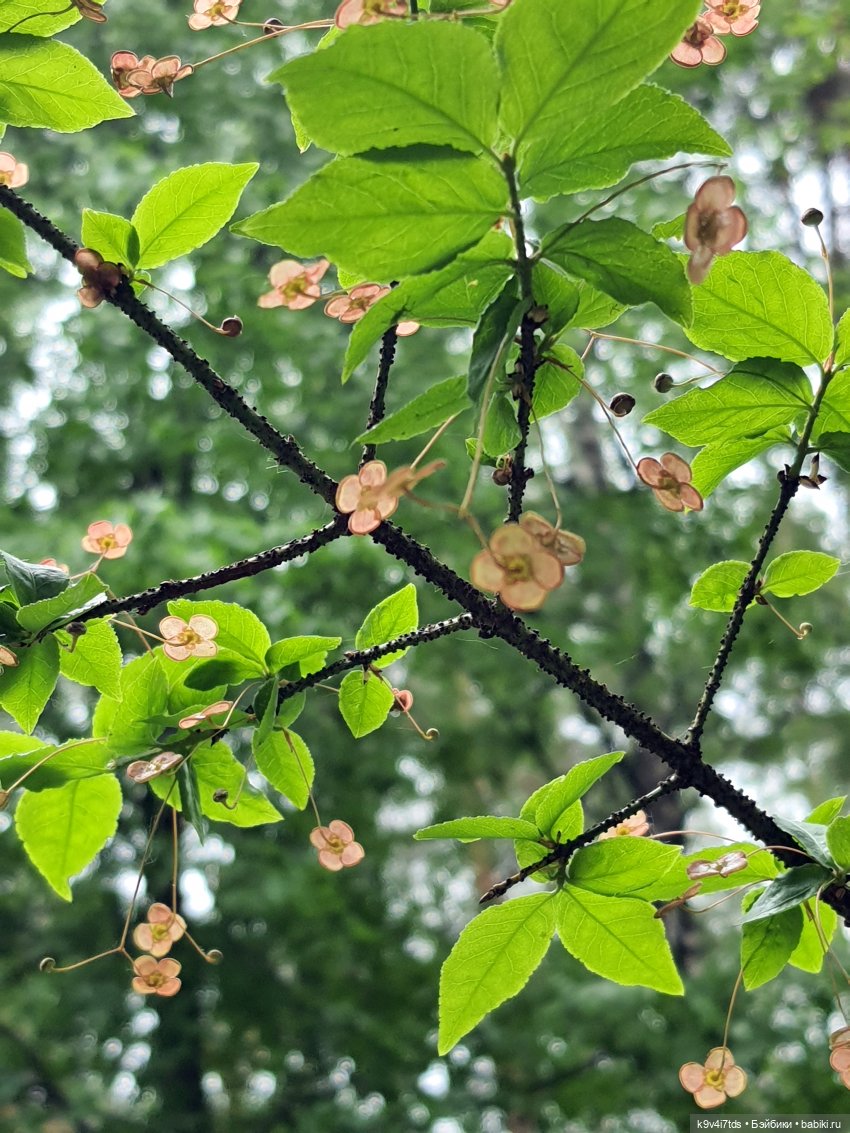 Тайны Природы — Куклы Kaye Wiggs (Кайе Виггс): авторские BJD (БЖД)