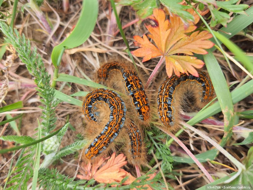 Тайны Природы — Куклы Kaye Wiggs (Кайе Виггс): авторские BJD (БЖД)