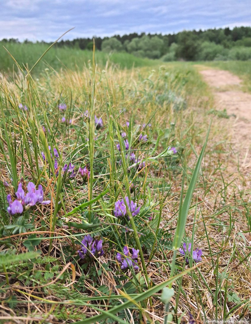 Тайны Природы — Куклы Kaye Wiggs (Кайе Виггс): авторские BJD (БЖД)