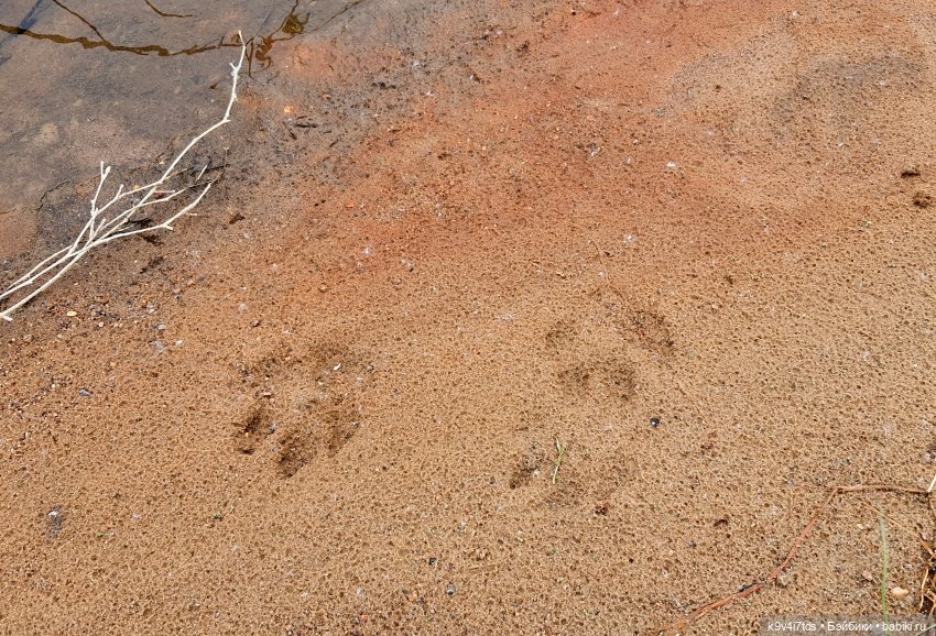 Тайны Природы — Куклы Kaye Wiggs (Кайе Виггс): авторские BJD (БЖД)