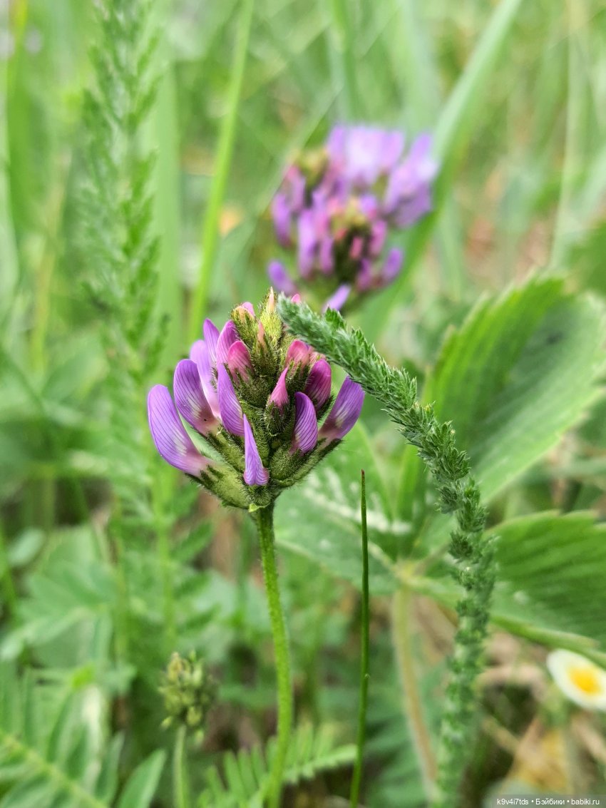 Тайны Природы — Куклы Kaye Wiggs (Кайе Виггс): авторские BJD (БЖД)