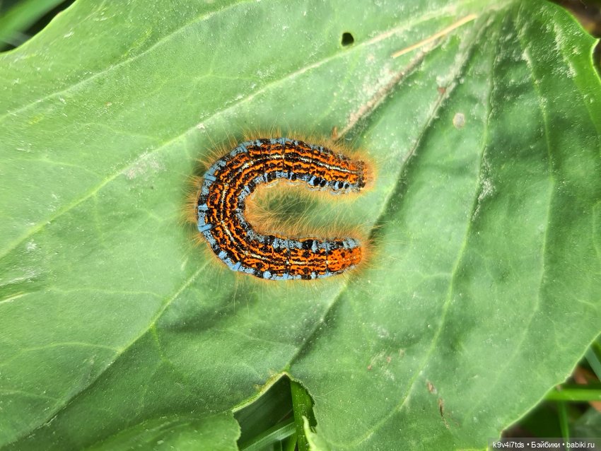 Тайны Природы — Куклы Kaye Wiggs (Кайе Виггс): авторские BJD (БЖД)