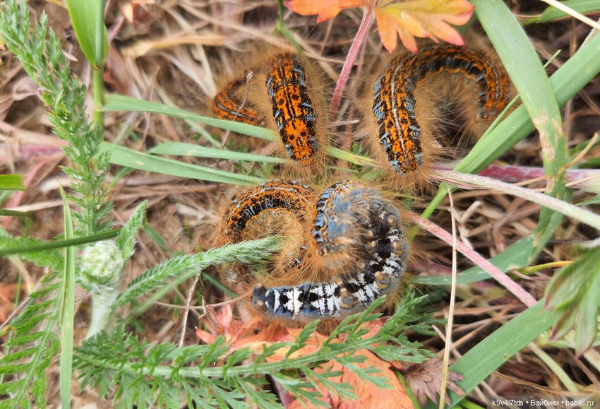 Тайны Природы — Куклы Kaye Wiggs (Кайе Виггс): авторские BJD (БЖД)