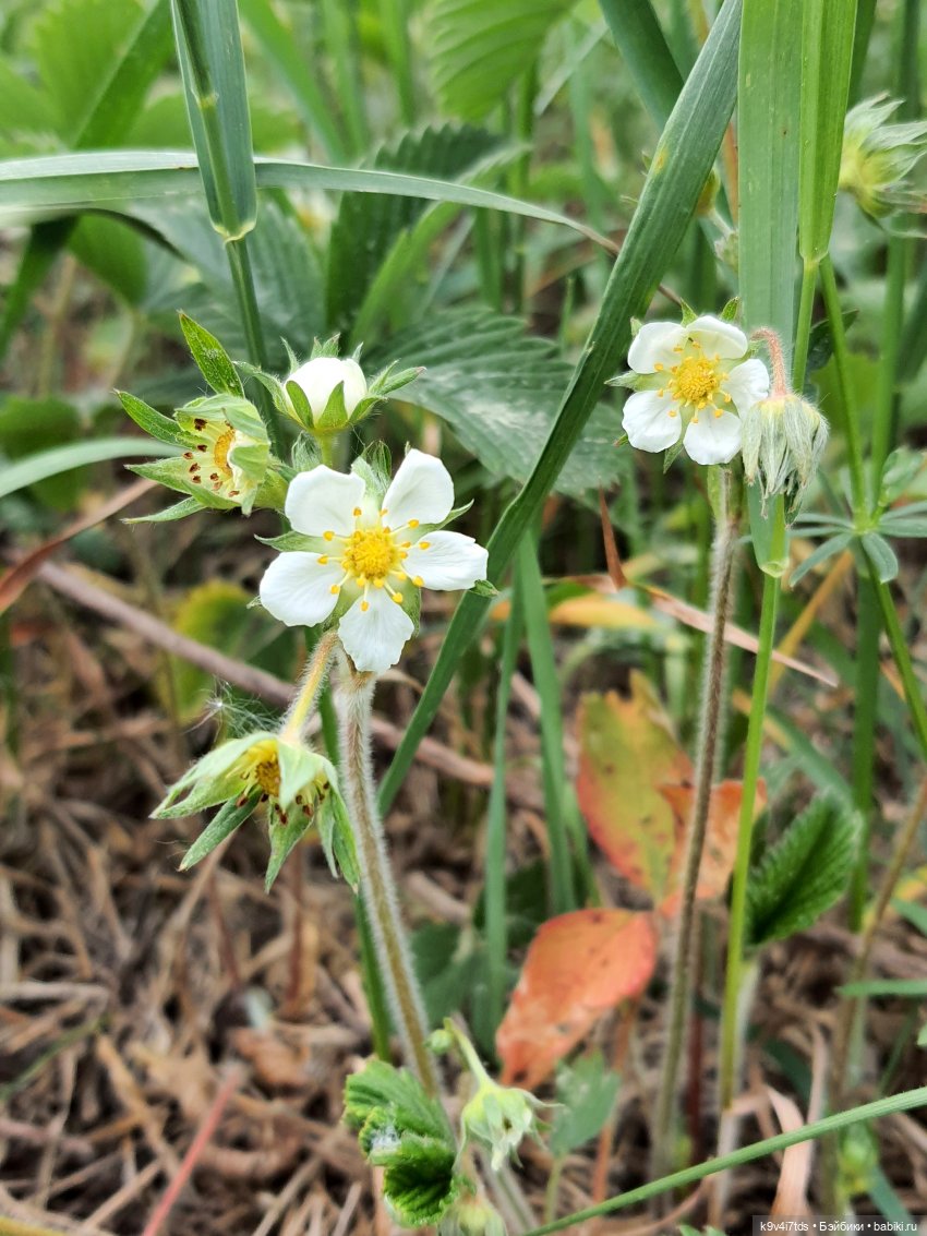 Тайны Природы — Куклы Kaye Wiggs (Кайе Виггс): авторские BJD (БЖД)