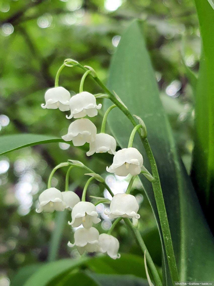 Тайны Природы — Куклы Kaye Wiggs (Кайе Виггс): авторские BJD (БЖД)