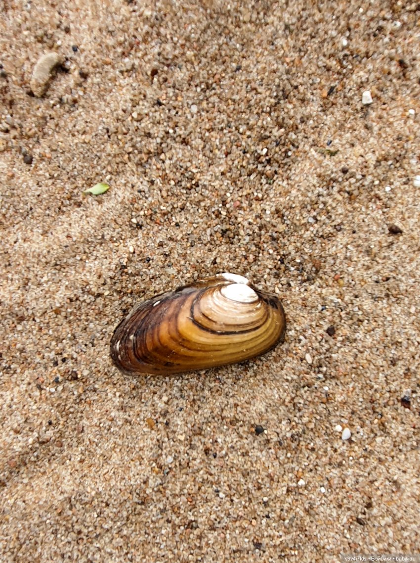 Тайны Природы — Куклы Kaye Wiggs (Кайе Виггс): авторские BJD (БЖД)