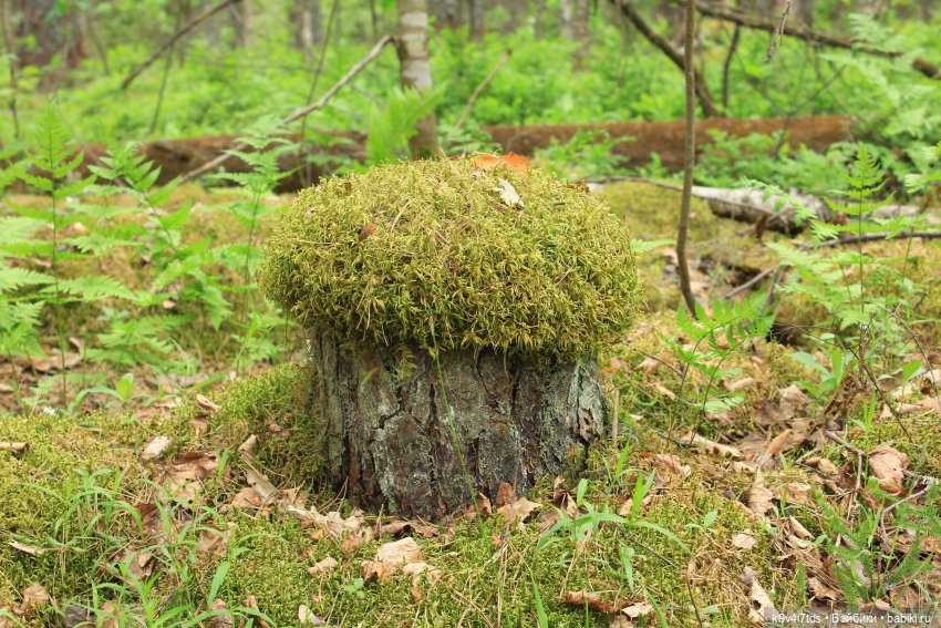 Тайны Природы — Куклы Kaye Wiggs (Кайе Виггс): авторские BJD (БЖД)