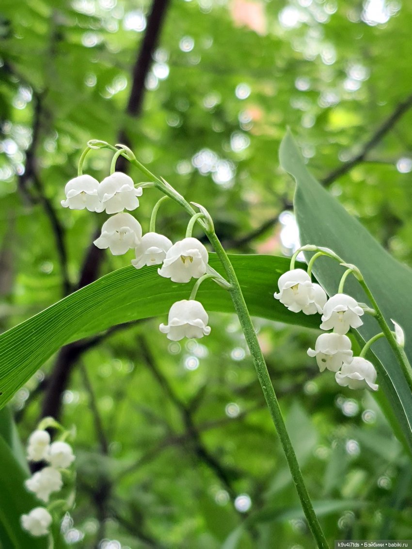 Тайны Природы — Куклы Kaye Wiggs (Кайе Виггс): авторские BJD (БЖД)