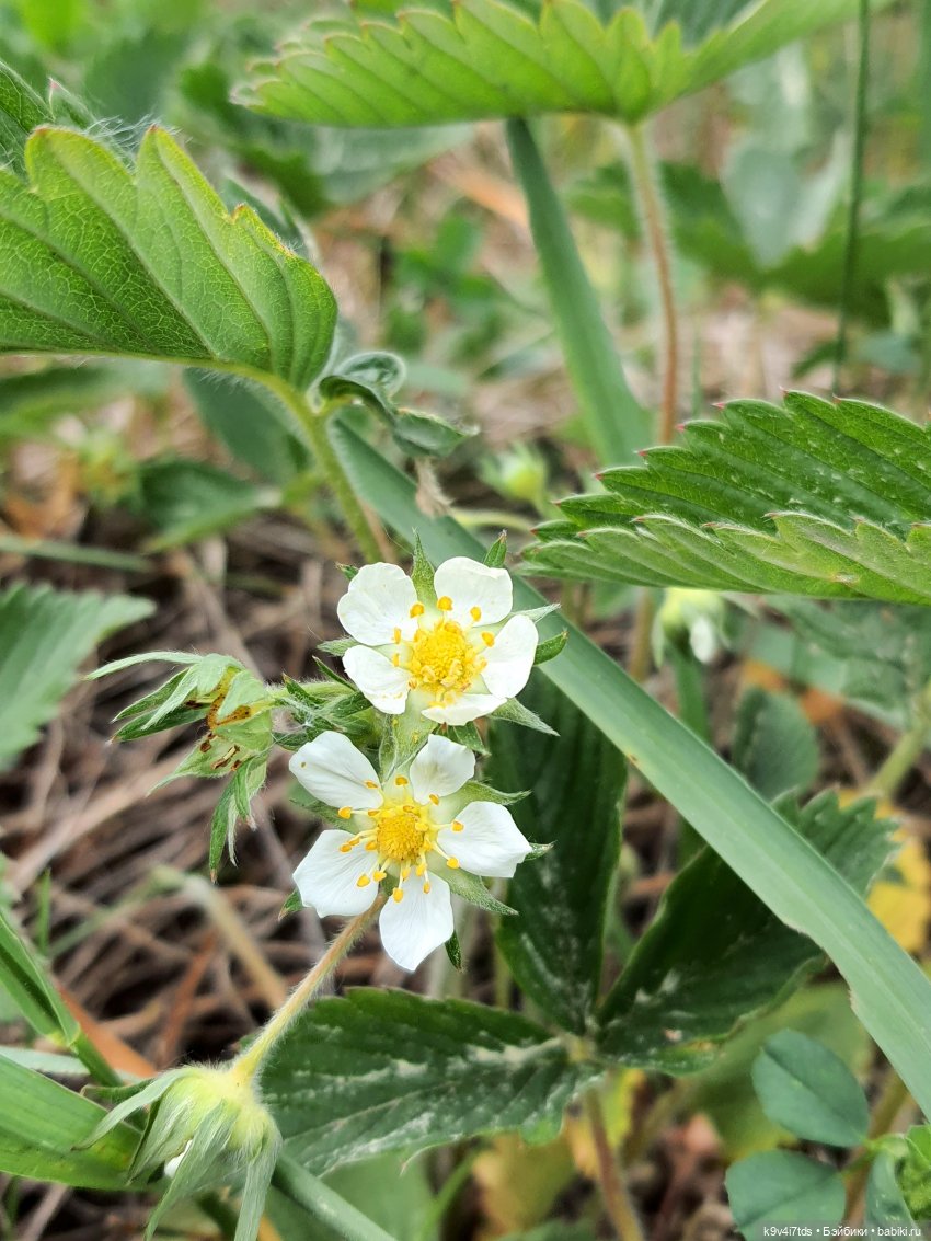 Тайны Природы — Куклы Kaye Wiggs (Кайе Виггс): авторские BJD (БЖД)